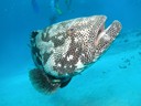 Great Barrier