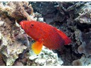 Great Barrier
