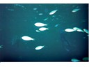 Under the Sea