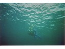 Under the Sea