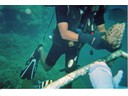 Under the Sea