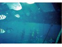 Underwater Observatory and Scuba Divers