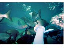 Under the Sea