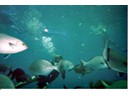 Under the Sea