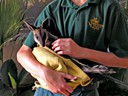 Wallabie