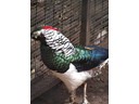 Featherdale Wildlife Park