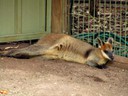 Kangroo