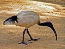 Straw-necked Ibis