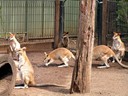 Kangroo