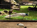 Featherdale Wildlife Park