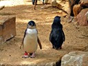 Penguins