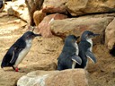 Penguins