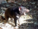 Tasmanian Devil