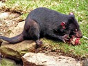 Tasmanian Devil