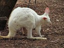 Tammar Wallaby