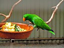 Superb Parrot