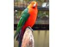 Featherdale Wildlife Park
