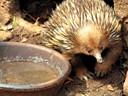 Echidna