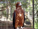 Featherdale Wildlife Park