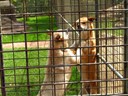 Dingo