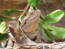 Bearded Dragon
