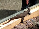 Featherdale Wildlife Park