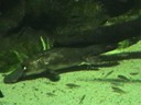 Platypus