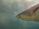 Shark Tank