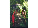 Chinese Gardens