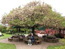 Roselands Farm and Garden Restaurant (Pat)