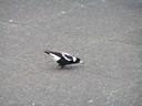 Magpie