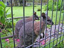 Wallabies