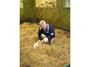 Sheep Show at Agrodome (Pat)