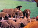 Sheep Show at Agrodome