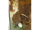 Kiwi Bird