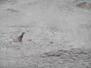 Whakarewarewa Thermal Springs