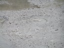 Whakarewarewa Thermal Springs