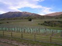 Kiwi Fruit Vines