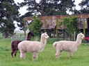 Llamas