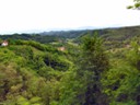 More grape fields