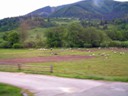 Sheep farm