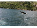 Sea Eagle