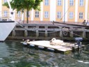 Swan nesting