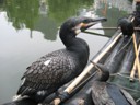 Cormorant Fishing Birds