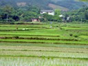 Rice fields