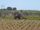 Vegetable Farm