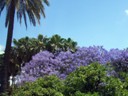 Jacaranda Trees