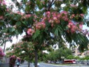 Bottlebrush