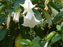 Garden of the Dance