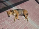 Lazy dog, Paracas